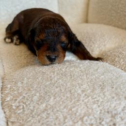 Nugget - Chocolate male Goldendoodle puppy in Twin Falls, Idaho from Burrow & Bone