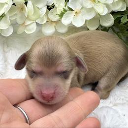Carson - Cream male Dachshund puppy in Exeter, California from Sawtooth Miniature Dachshunds