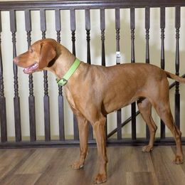 Fern - Vizsla
