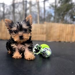 Toby - Black and tan male Yorkshire Terrier puppy in Pocahontas, Arkansas from 5 River Puppies