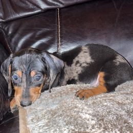 Boy 2 - Blue and tan Dachshund puppy in Buckeye, Arizona from AZ Dachshund Proud