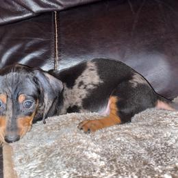 Boy 2 - Blue and tan Dachshund puppy in Buckeye, Arizona from AZ Dachshund Proud