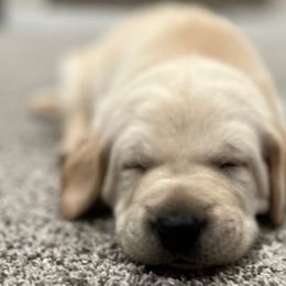 Labrador Retrievers from Wagner Labradors