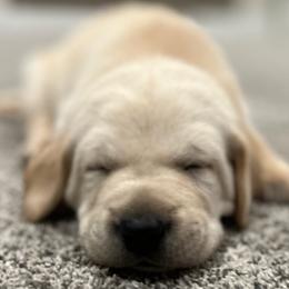 Labrador Retrievers from Wagner Labradors