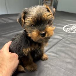 Boy 2 - Blue and gold male Yorkshire Terrier puppy in Marion, Indiana from Brandon's Yorkshire Terriers