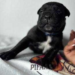Boy 5 - Black male Cane Corso puppy in Perris, California from P1 Family Canines