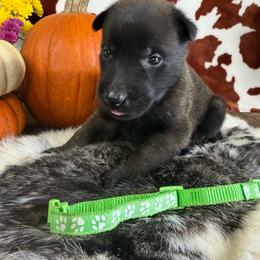 Boy 1 - Fawn sable male Belgian Malinois puppy in Cascade, Iowa from Platinum K9S