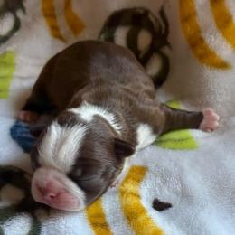 LILLY - Red female Boston Terrier puppy in Anderson, South Carolina from Lola’s House of Bostons & Rescue