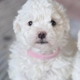 Bichon Frise Puppies from Bichon Heaven