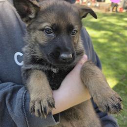 Pink girl - Sable female German Shepherd puppy in Gaineville, Georgia from Des Nebels