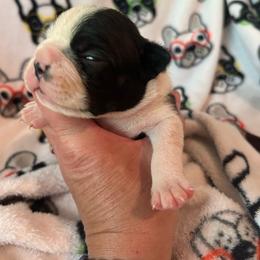 Tootsie - Brindle and white female Boston Terrier puppy in Whittemore, Michigan from Woof Pack