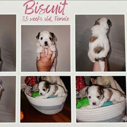 Biscuit - Black gold and white female Shorkie puppy in Chattanooga, Tennessee from Passion Pups TN