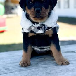 Rottweiler Puppies from Von Ratermann Rottweilers