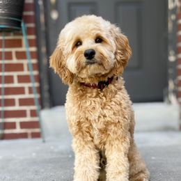 Beau - Cavapoo