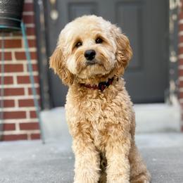 Beau - Cavapoo