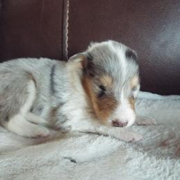 Jasper - Blue merle and white male Collie puppy in New Mexico from Red Canyon