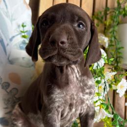 Hardy - Liver roan male German Shorthaired Pointer puppy in Ulen, Minnesota from North Wind Gundogs