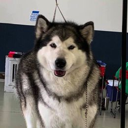 Alaskan Malamutes from Dreamekatcher Kennel