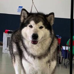 Alaskan Malamutes from Dreamekatcher Kennel