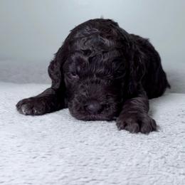 Bud (Orange Collar) - Brown male Poodle puppy in Monroeville, Pennsylvania from K & A Standard Poodles
