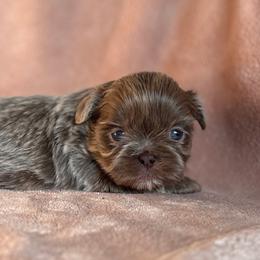 2 - Lilac male Shih Tzu puppy in Las Vegas, Nevada from Vegas Shih Tzus