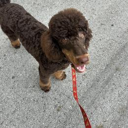 Oris - Poodle