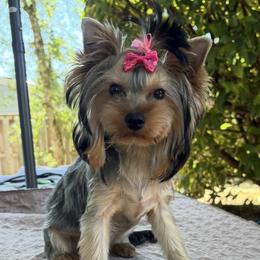 Mia - Blue and gold female Yorkshire Terrier puppy in Portland, Oregon from Bohemian Beauty Yorkshire Terrier