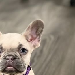French Bulldogs from Adore-a-BULL Frenchies LLC