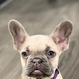 French Bulldogs from Adore-a-BULL Frenchies LLC