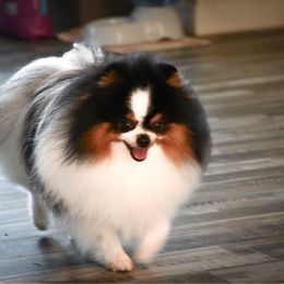 Blake - Pomeranian