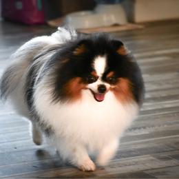 Blake - Pomeranian