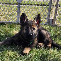 Girl 1 (Green) - Sable female German Shepherd puppy in Genoa, Illinois from vom ehrenSchutz German Shepherds