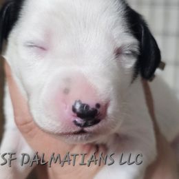 Jackson - White and black Dalmatian puppy in Conrath, Wisconsin from JSF Dalmatians LLC