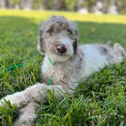 Carnelian - Parti Goldendoodle puppy in Charlotte, North Carolina from Ben and Jerry Doodles