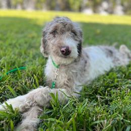 Carnelian - Parti Goldendoodle puppy in Charlotte, North Carolina from Ben and Jerry Doodles