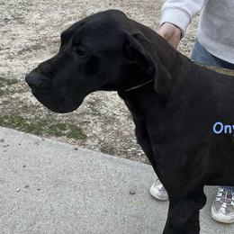 Onyx - Great Dane