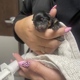 Pomeranian Puppies from Silver’s Reigning Heir Poms