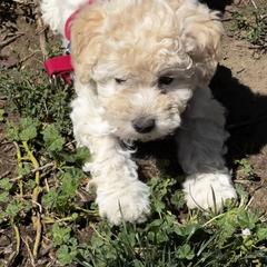 Sparkle - Cream female Poodle puppy in Moses Lake, Washington from Chuladoodles