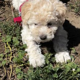 Sparkle - Cream female Poodle puppy in Moses Lake, Washington from Chuladoodles