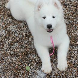 Samoyed Puppies from Wintersong Samoyeds