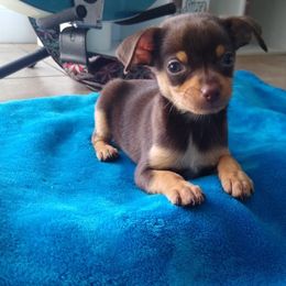 Chihuahua Puppies from Maldonado Pet Life Breeder LLC.