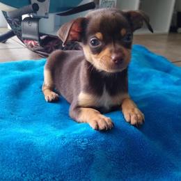 Chihuahua Puppies from Maldonado Pet Life Breeder LLC.