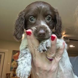 Zinnia - Piebald female Dachshund puppy in Hensley, Arkansas from The Dachshund Barn