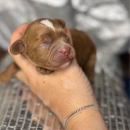 Butterscotch - male Cavapoochon puppy in Waldron, Arkansas from Kay’s Cutie Poos