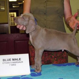 Weimaraner Puppies from Megan's Weimaraners