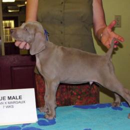 Weimaraner Puppies from Megan's Weimaraners