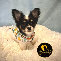 Aries - Black and white male Chihuahua puppy in Sanford, North Carolina from Bandit’s