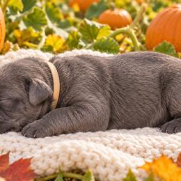 Cream or Light Pink Collar Girl - Gray female Cane Corso puppy in Gorman, Texas from McOmber Country Kennels