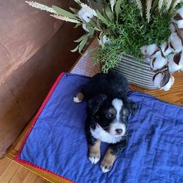 Great Pyrenees and Toy Australian Shepherds from Twisted M