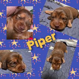 Piper - Red female Dachshund puppy in Port Charlotte, Florida from Belinda's little darlings dachshunds